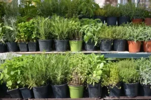 Buy Herbs UK